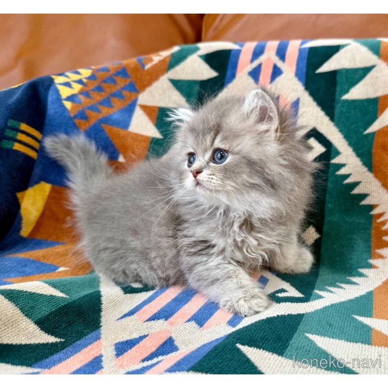 成約済の神奈川県のペルシャ(チンチラ)-120507の6枚目