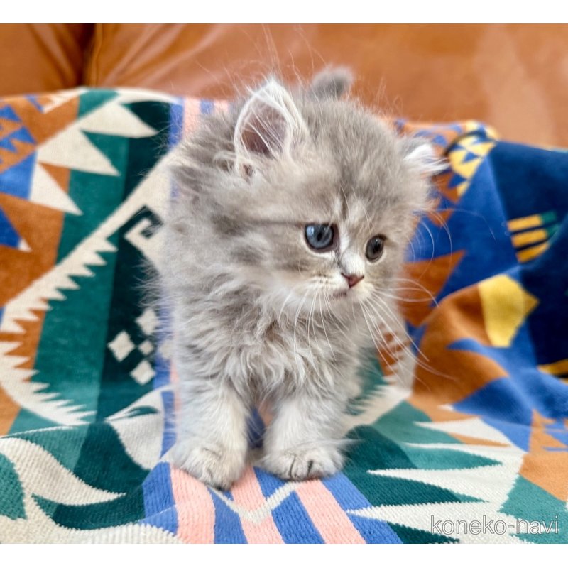 成約済の神奈川県のペルシャ(チンチラ)-120507の7枚目