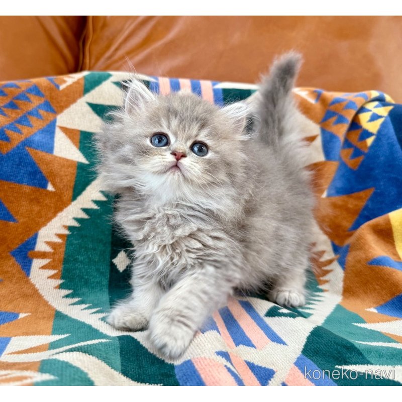 成約済の神奈川県のペルシャ(チンチラ)-120507の8枚目