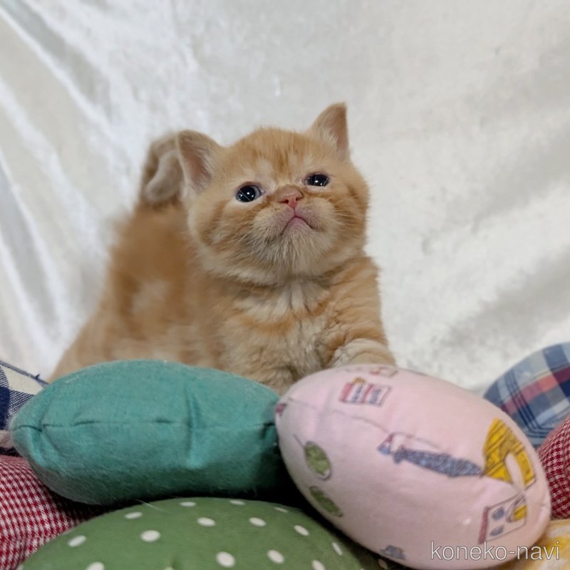 販売中の宮城県のエキゾチックショートヘア-120967の3枚目