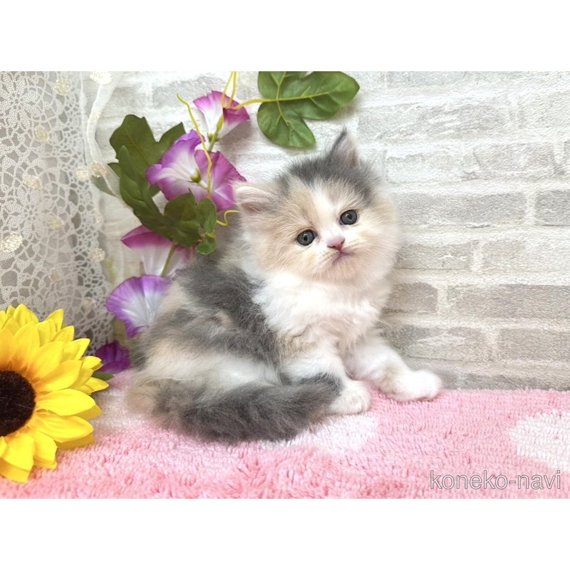 販売中の埼玉県のミヌエット-123042の1枚目