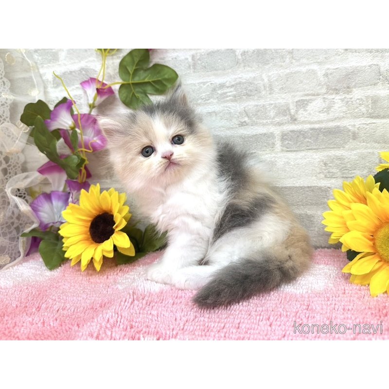 販売中の埼玉県のミヌエット-123042の2枚目