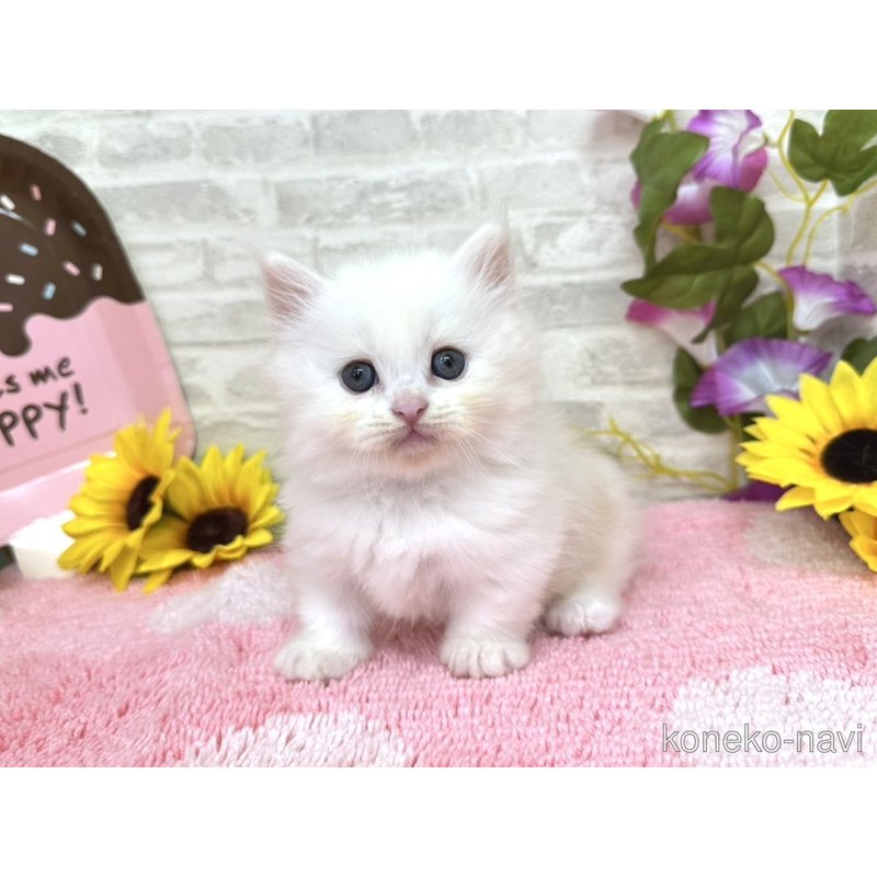 販売中の埼玉県のミヌエット(短足)-123044の1枚目