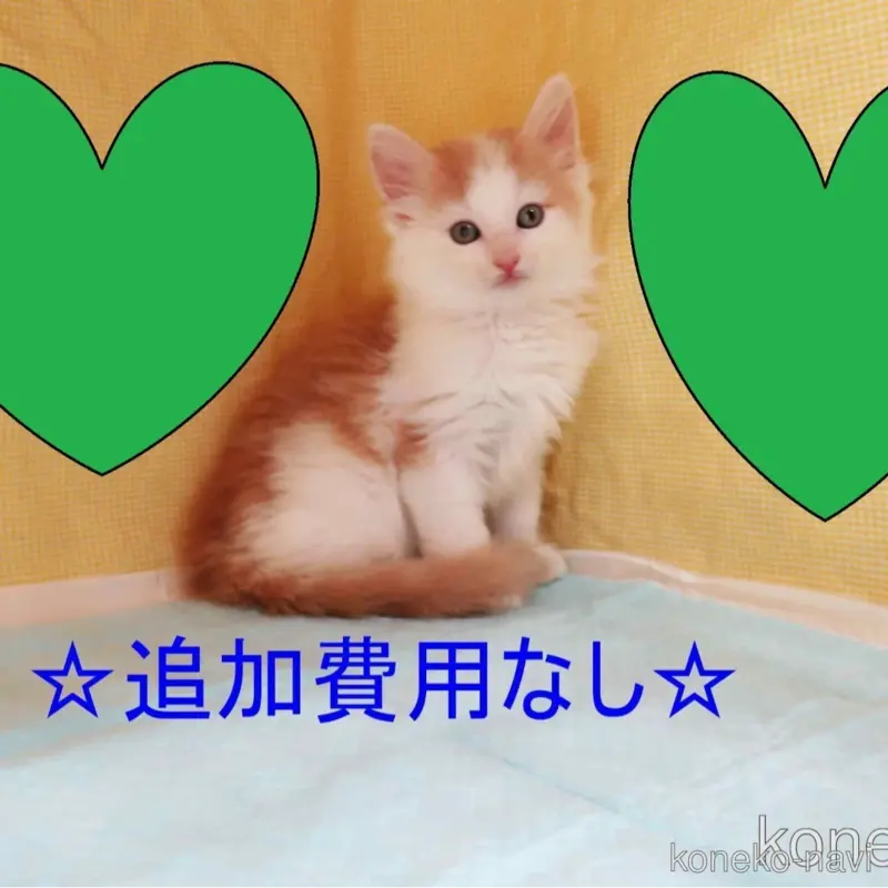 販売中の東京都のノルウェージャンフォレストキャット-123045