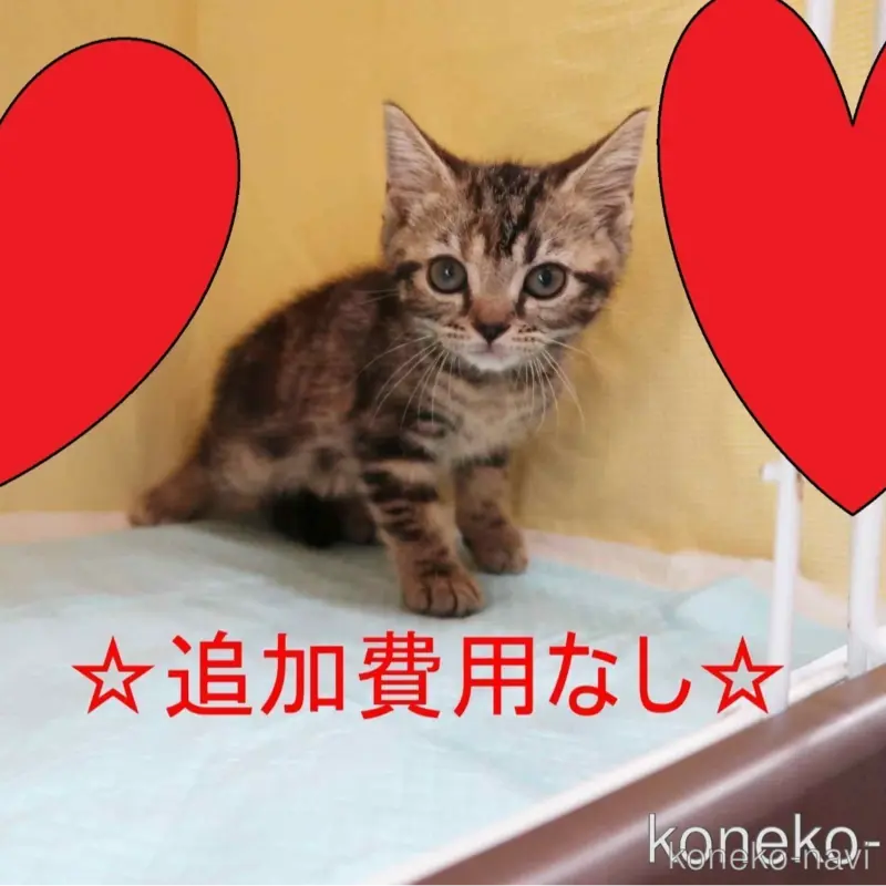 販売中の東京都のアメリカンショートヘア-123046