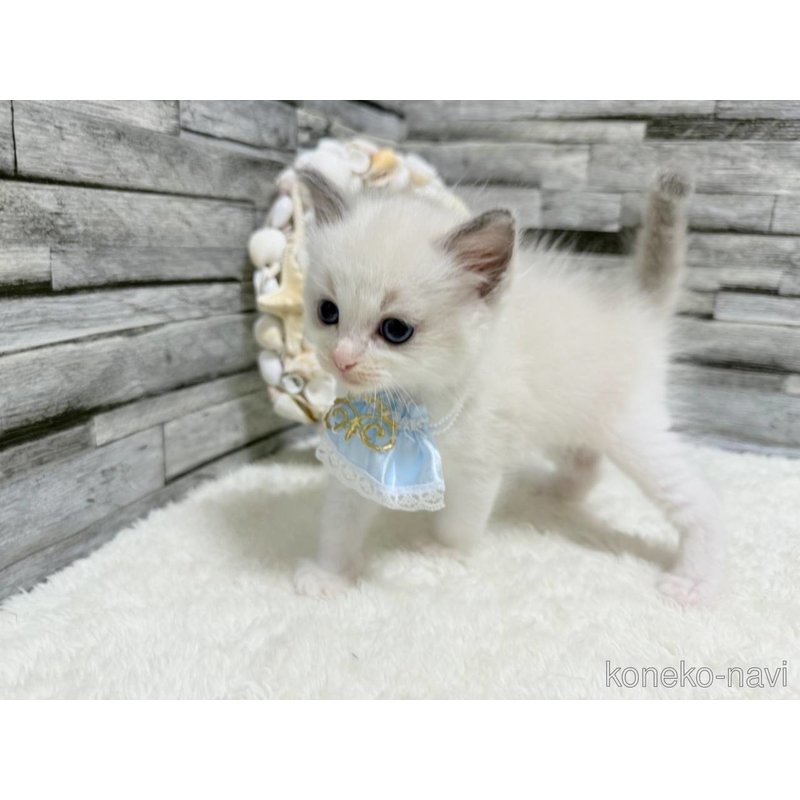 販売中の茨城県のラグドール-123048の3枚目