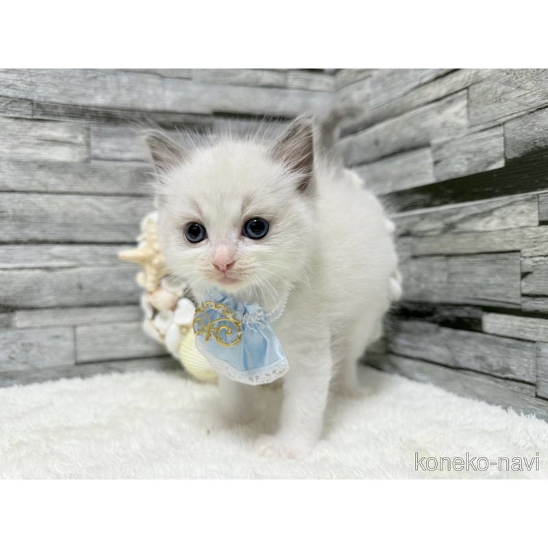 販売中の茨城県のラグドール-123048の2枚目