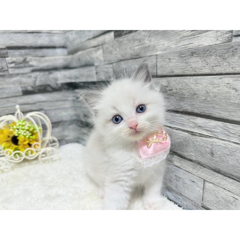 販売中の茨城県のラグドール-123050の4枚目