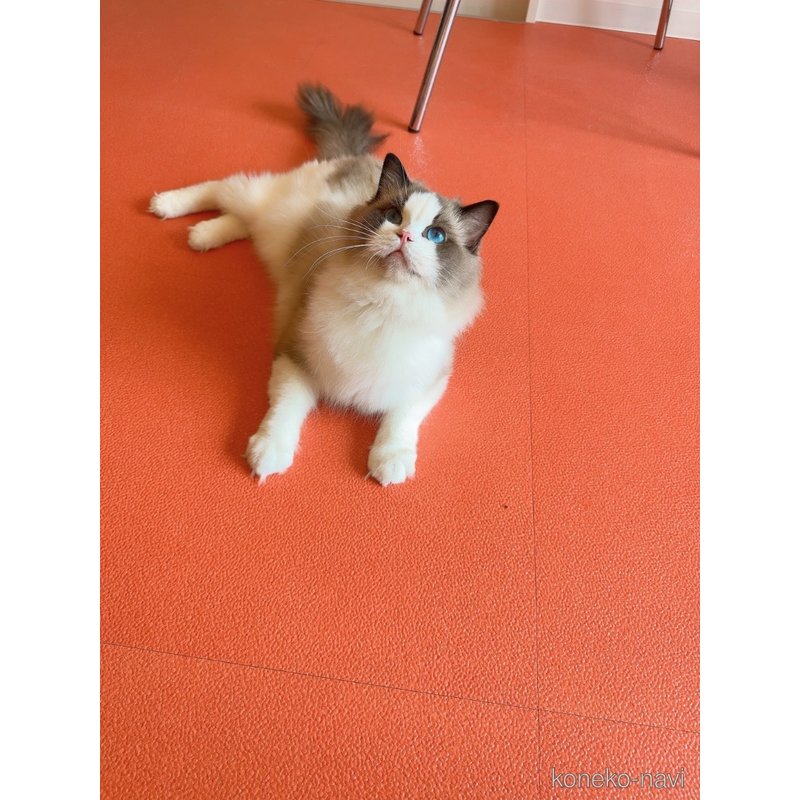 大福くん1枚目