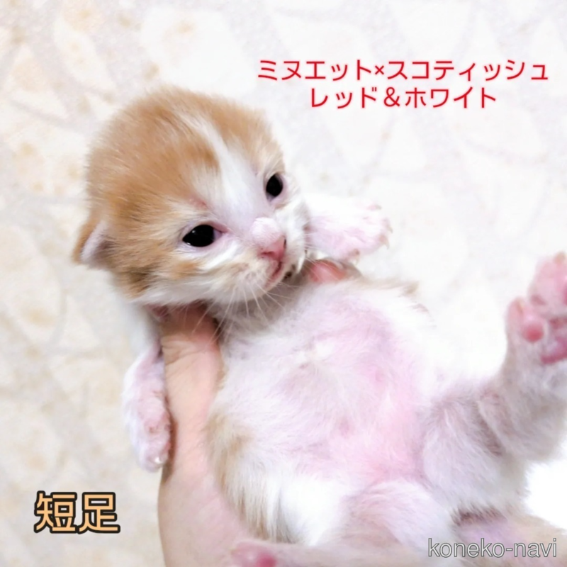 販売中の大分県のミックス-123058の3枚目