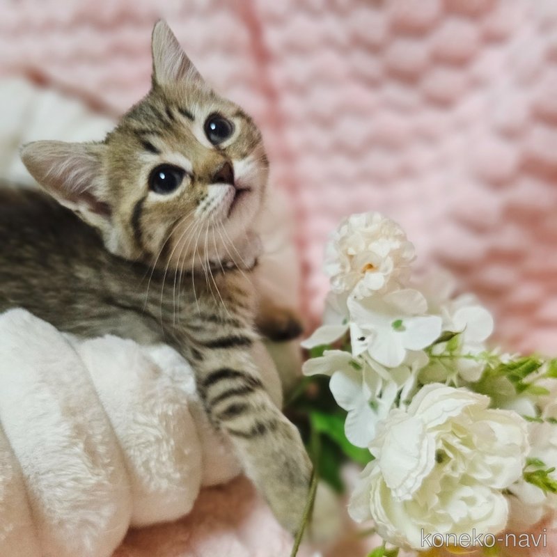 販売中の茨城県のミヌエット-123060の6枚目