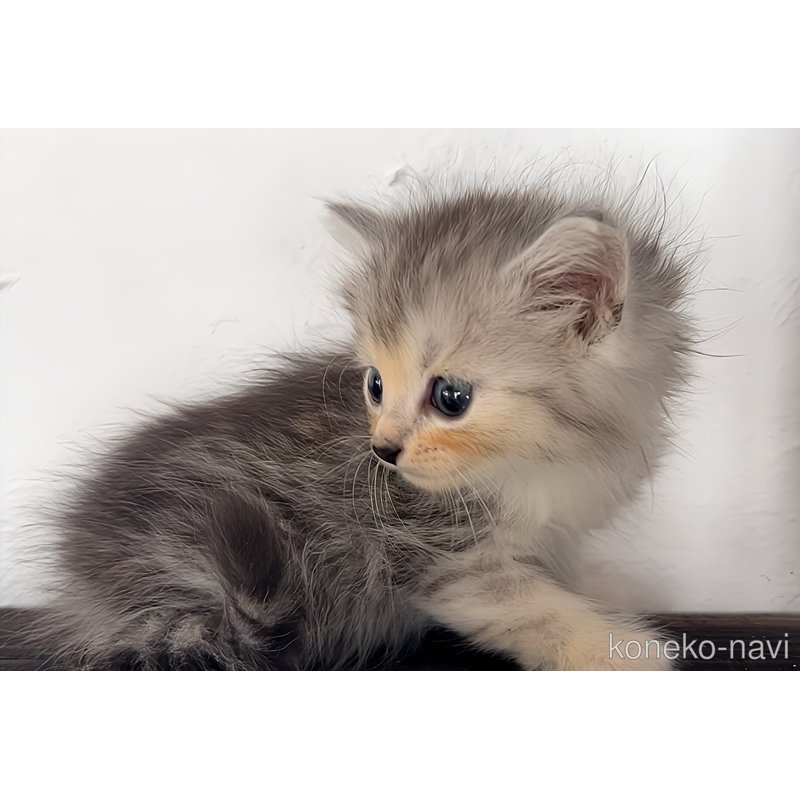 販売中の鹿児島県のノルウェージャンフォレストキャット-123063の2枚目