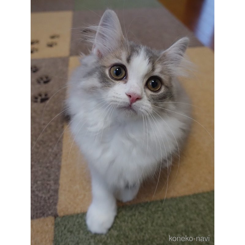 販売中の埼玉県のスコティッシュフォールド-116123の2枚目