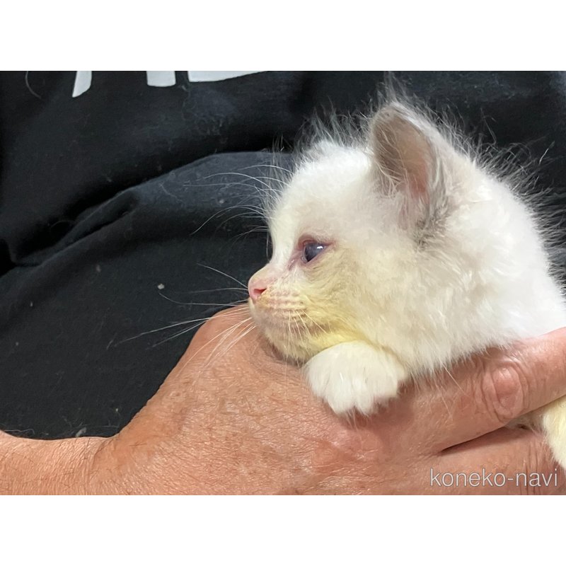 成約済の滋賀県のラグドール-121392の3枚目