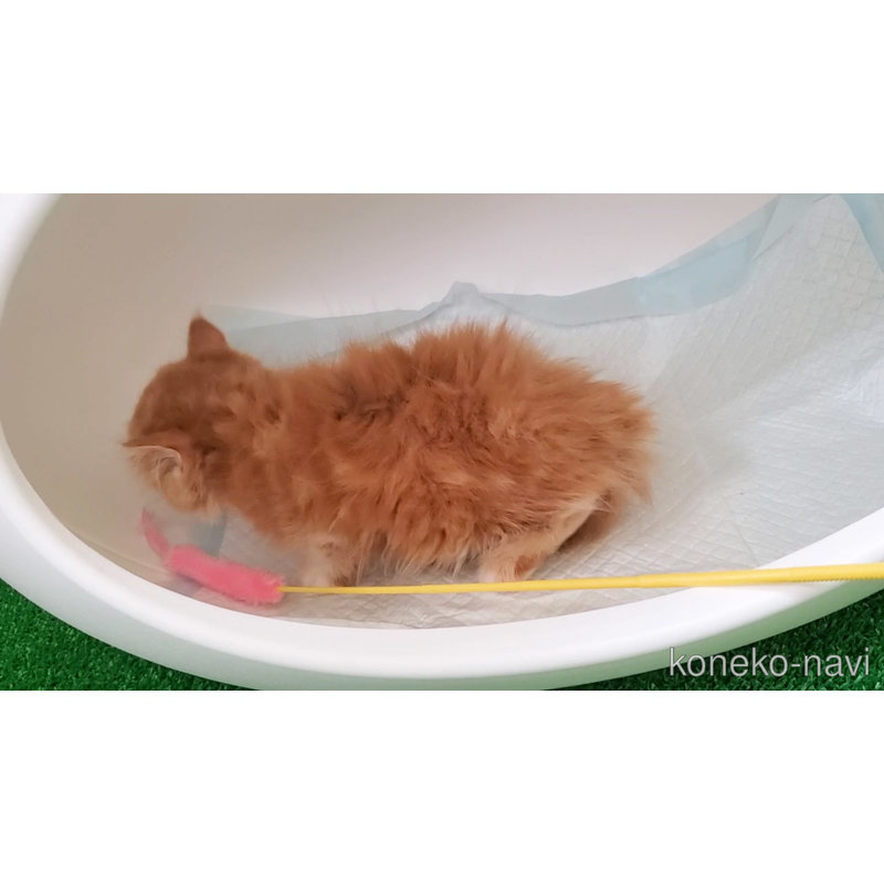販売中の大阪府のマンチカン(短足)-123071の6枚目