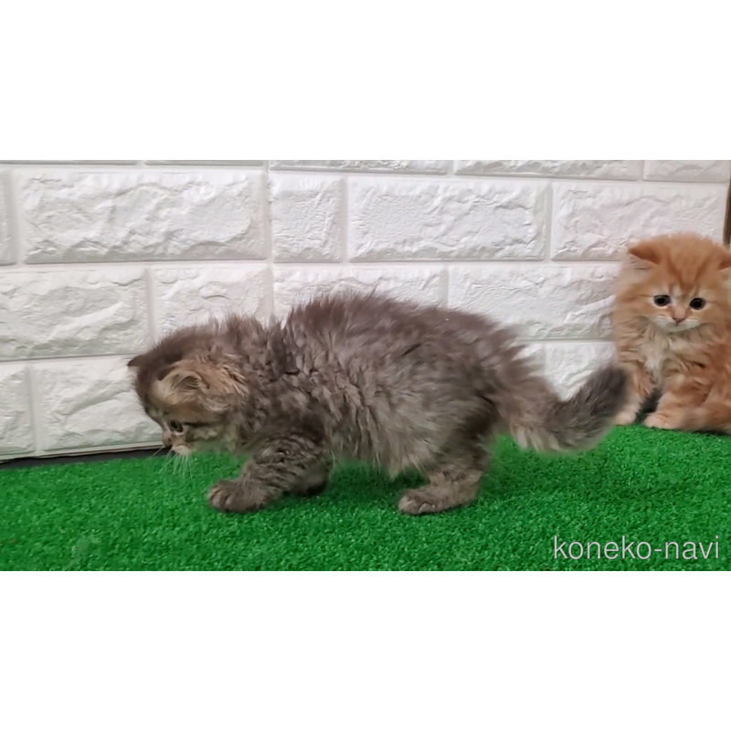 販売中の大阪府のマンチカン-123073の3枚目
