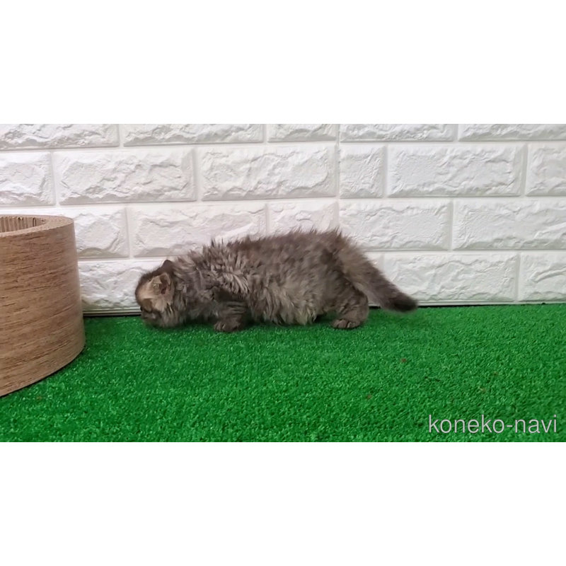 販売中の大阪府のマンチカン-123073の6枚目