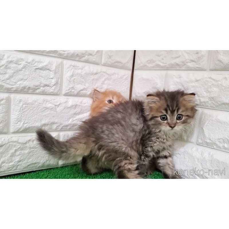 販売中の大阪府のマンチカン-123073の7枚目