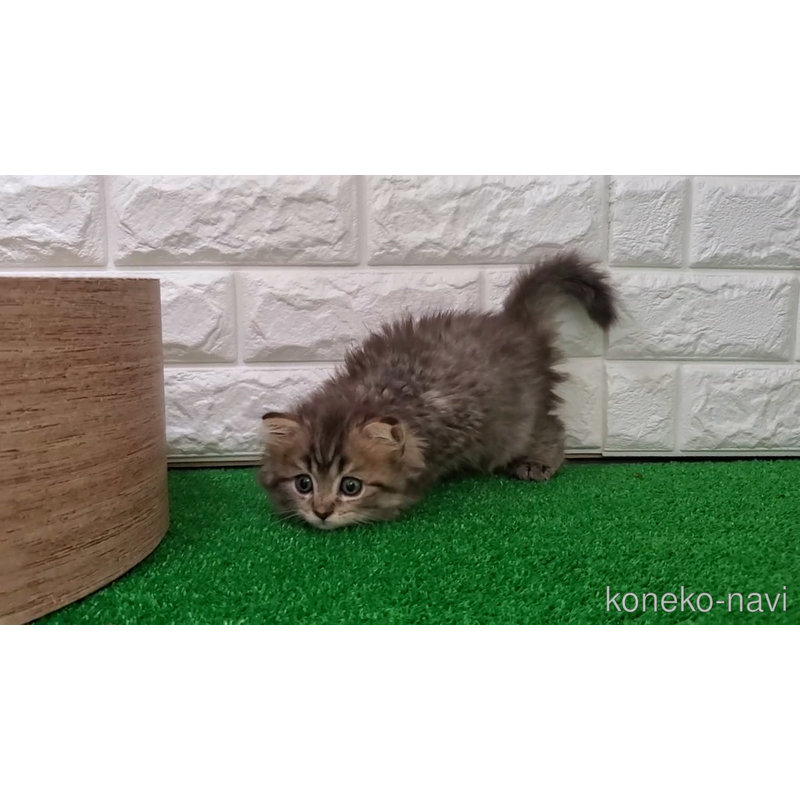販売中の大阪府のマンチカン-123073の2枚目