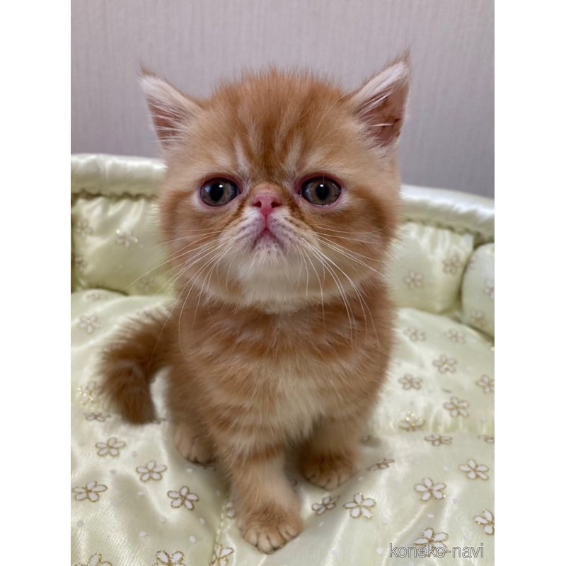 販売中の大阪府のエキゾチックショートヘア-123085の3枚目
