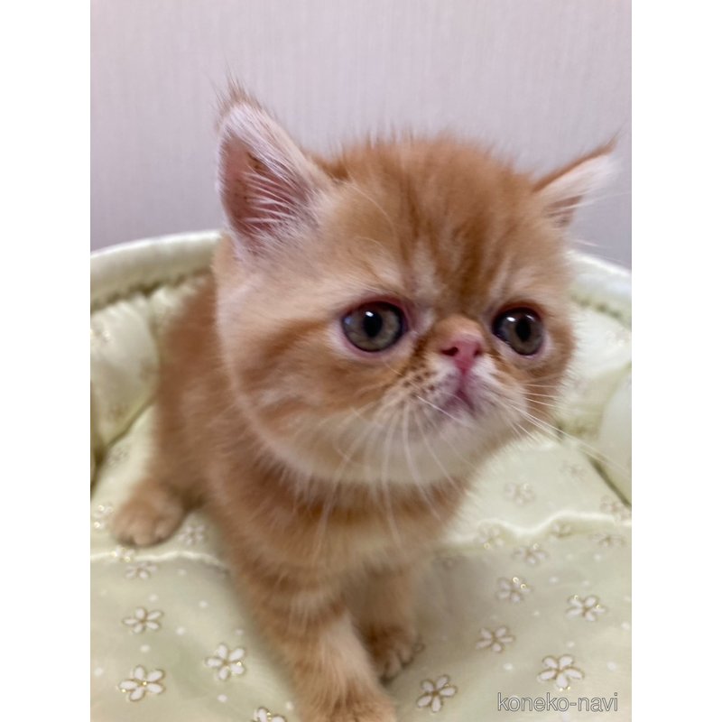 販売中の大阪府のエキゾチックショートヘア-123085の2枚目