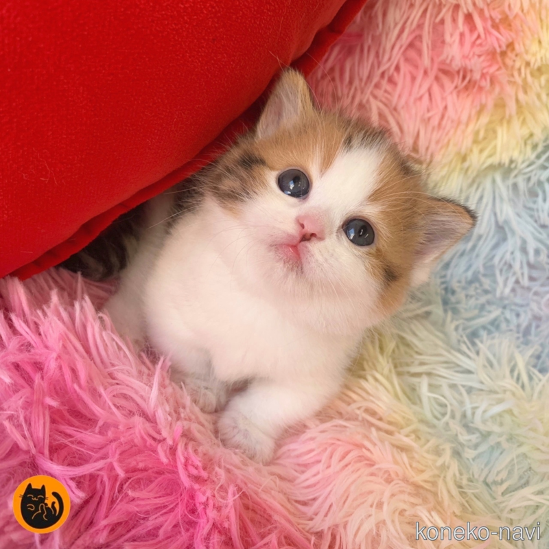 成約済の大阪府のマンチカン(短足)-122838の1枚目