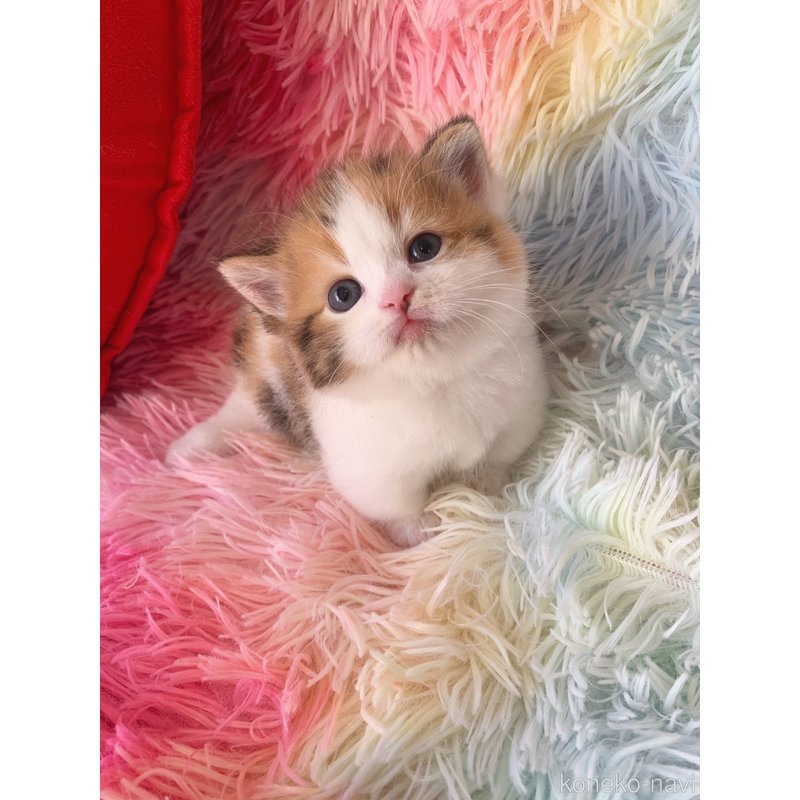 成約済の大阪府のマンチカン(短足)-122838の2枚目