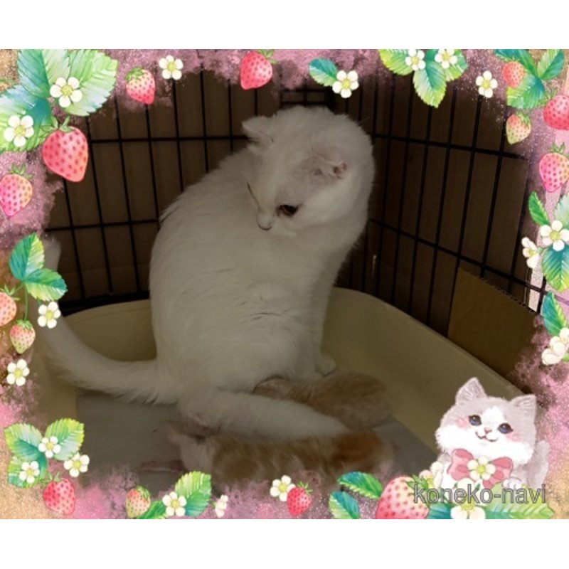 カレンちゃん1枚目