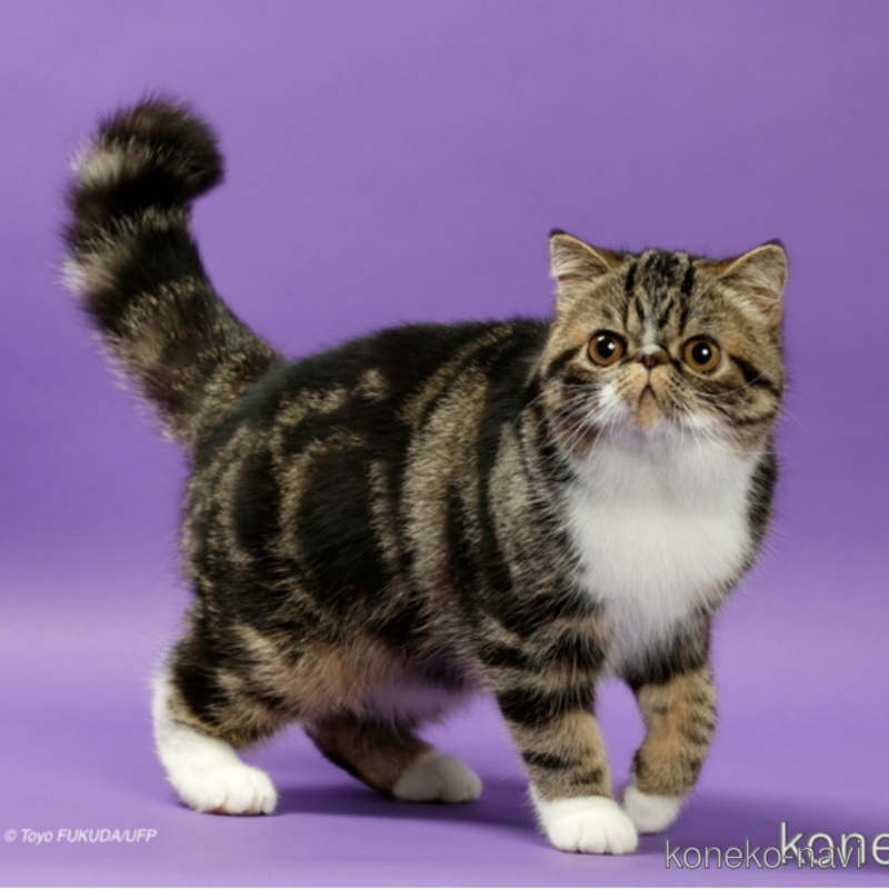ののエキゾチックショートヘア-