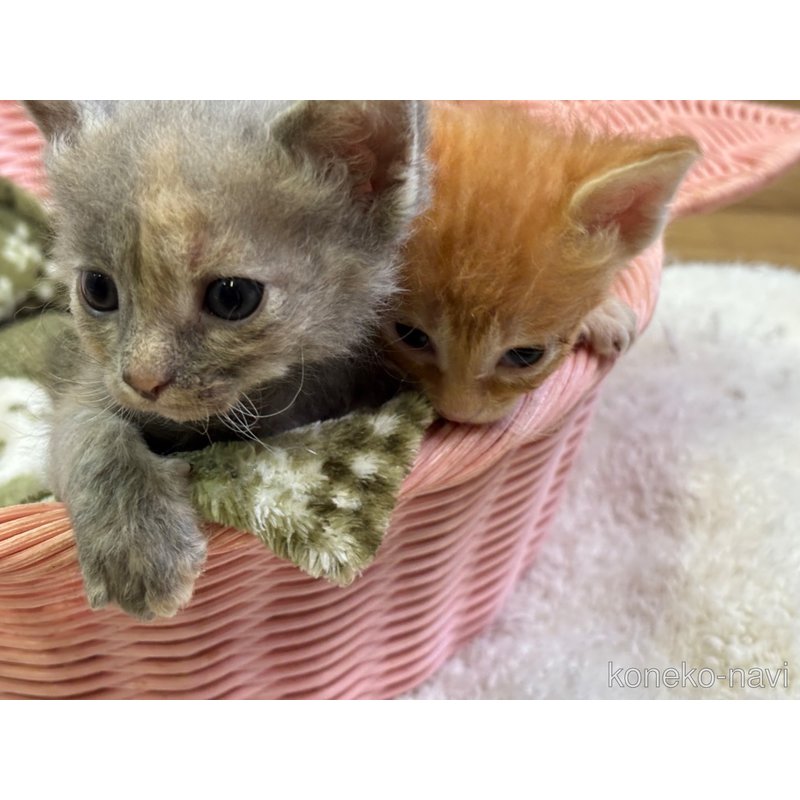 販売中の千葉県のラパーマ-124555の4枚目