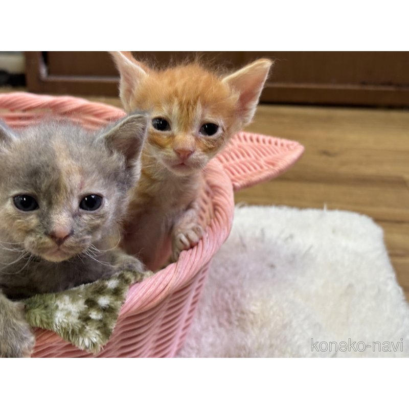 販売中の千葉県のラパーマ-124555の5枚目