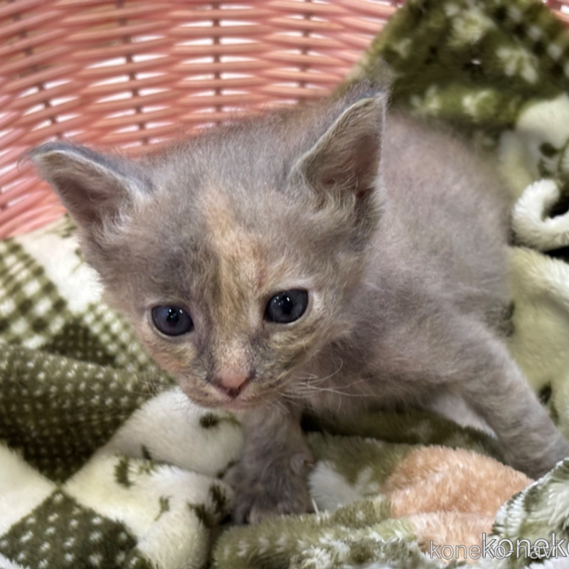 販売中の千葉県のラパーマ-124555の3枚目