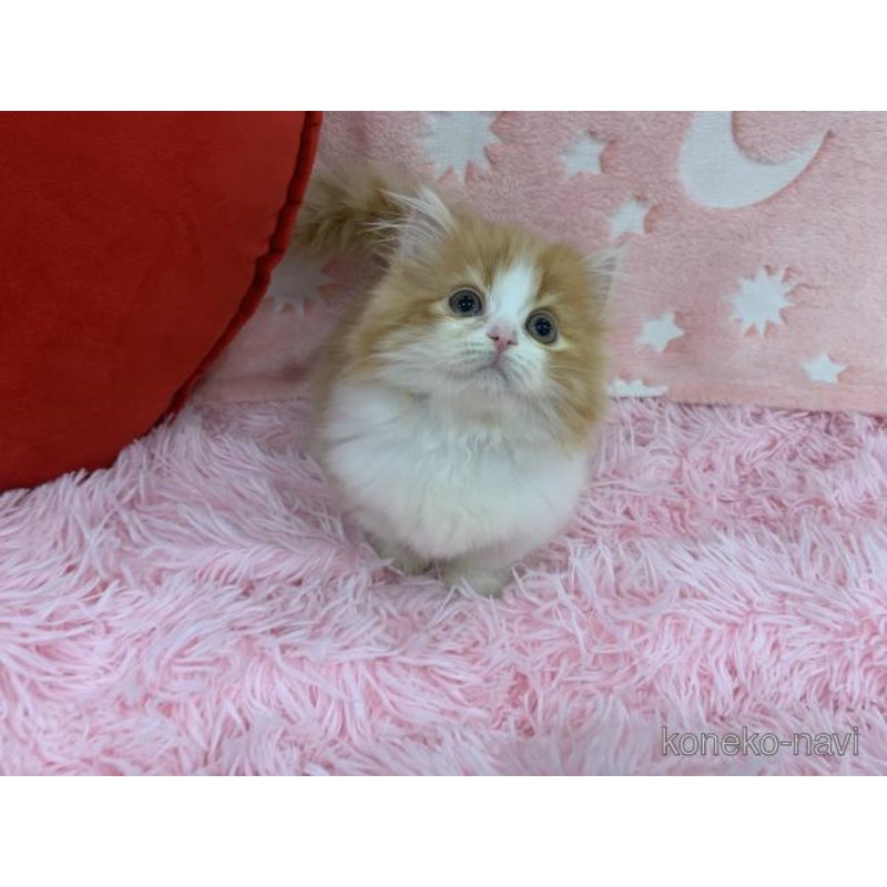 販売中の大阪府のマンチカン(短足)-123145の5枚目