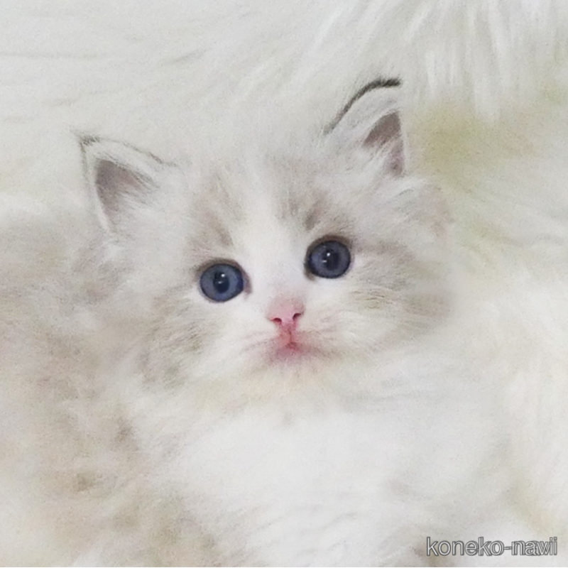 販売中の茨城県のラグドール-123146の1枚目