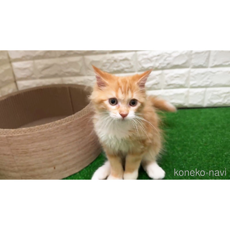 販売中の大阪府のマンチカン-123159の11枚目