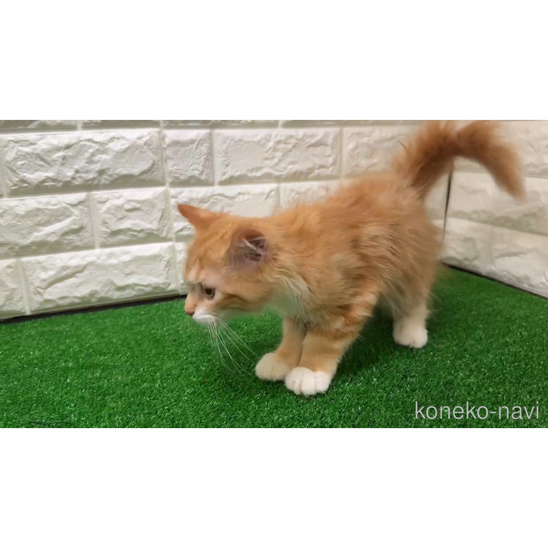 販売中の大阪府のマンチカン-123159の10枚目