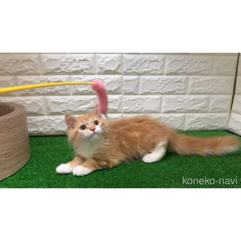 販売中の大阪府のマンチカン-123159の7枚目