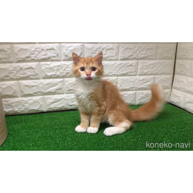 販売中の大阪府のマンチカン-123159の6枚目