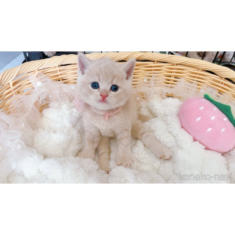 販売中の群馬県のスコティッシュフォールド-123165の4枚目