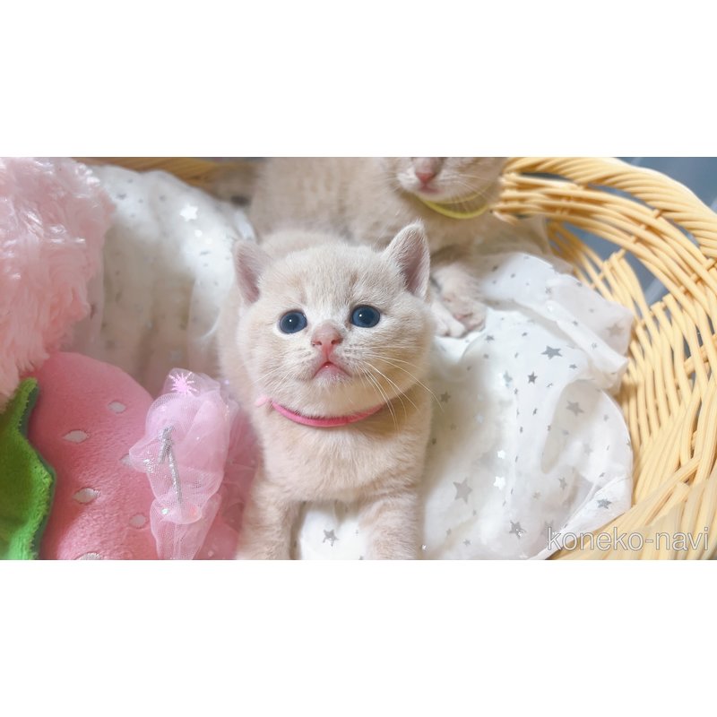 販売中の群馬県のスコティッシュフォールド-123165の6枚目