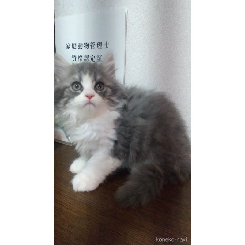 販売中の栃木県のスコティッシュフォールド-120614の3枚目