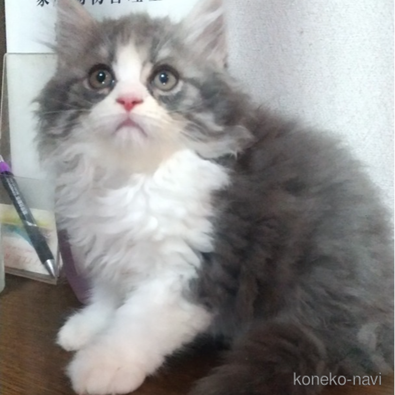 販売中の栃木県のスコティッシュフォールド-120614