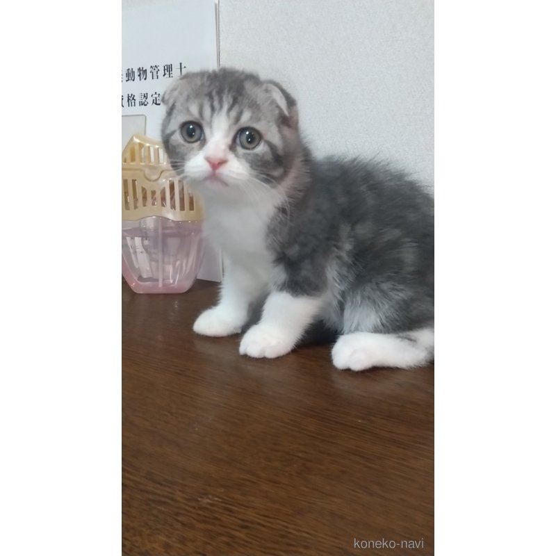 販売中の栃木県のスコティッシュフォールド-120675の3枚目
