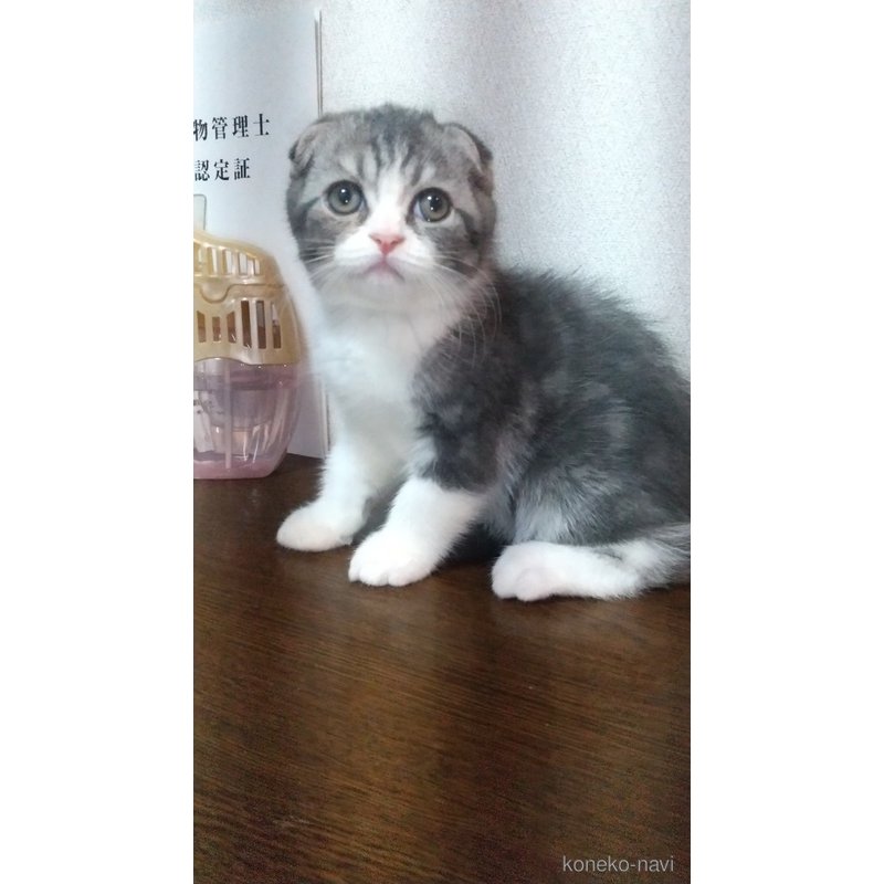 販売中の栃木県のスコティッシュフォールド-120675の2枚目