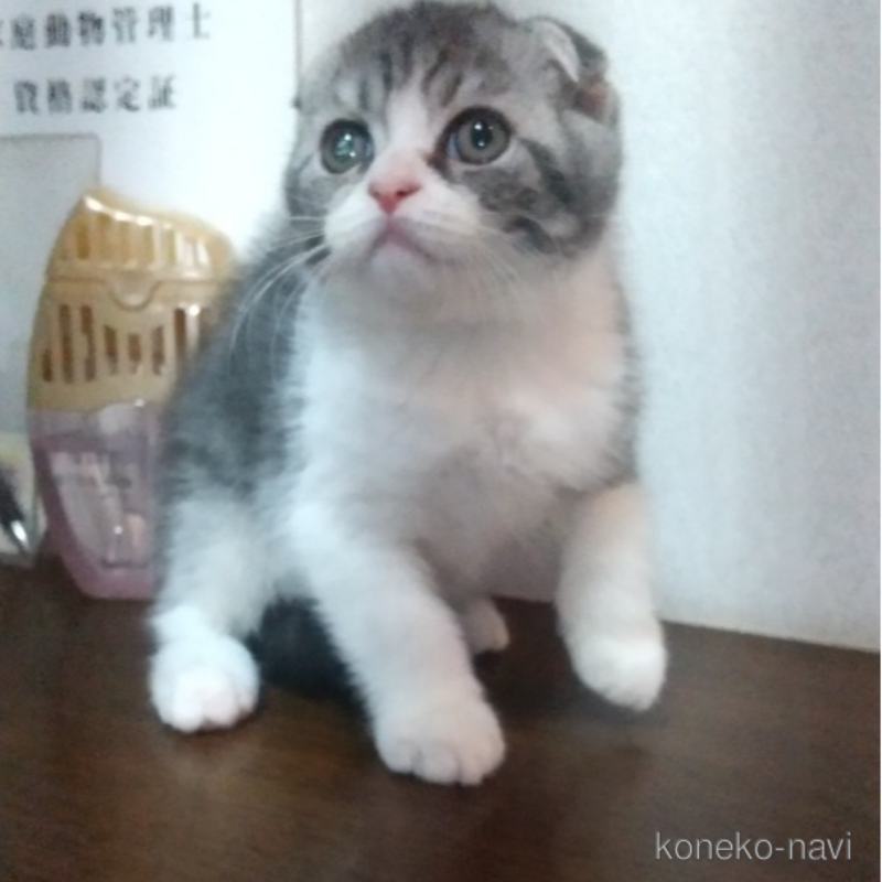 販売中の栃木県のスコティッシュフォールド-120675