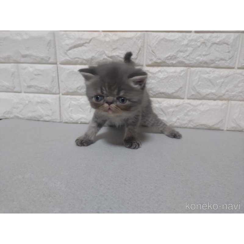 成約済の静岡県のエキゾチックショートヘア-122147の2枚目