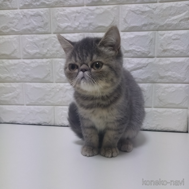 販売中の静岡県のエキゾチックショートヘア-116662