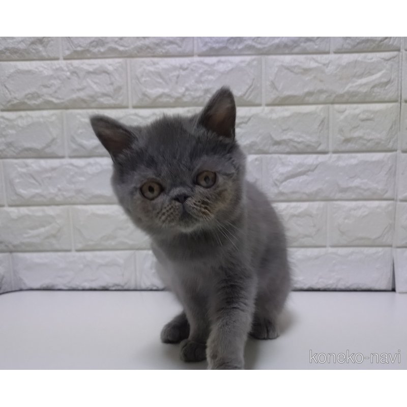 販売中の静岡県のエキゾチックショートヘア-116665