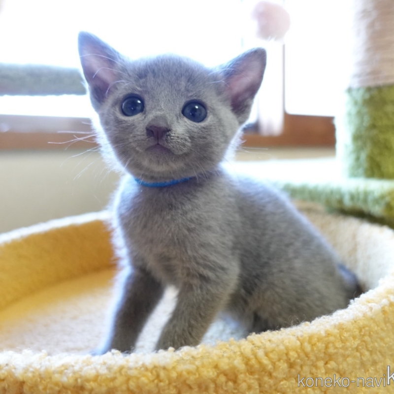ロシアンブルーの子猫を探す（2ページ目）｜子猫ブリーダーナビ