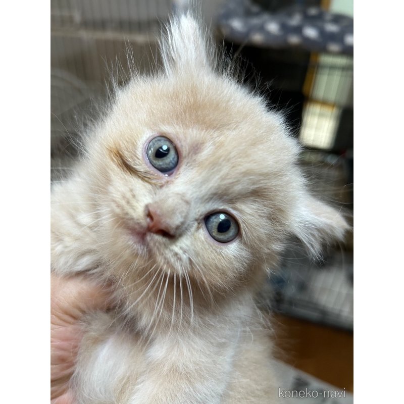 販売中の群馬県のスコティッシュフォールド-123169の4枚目